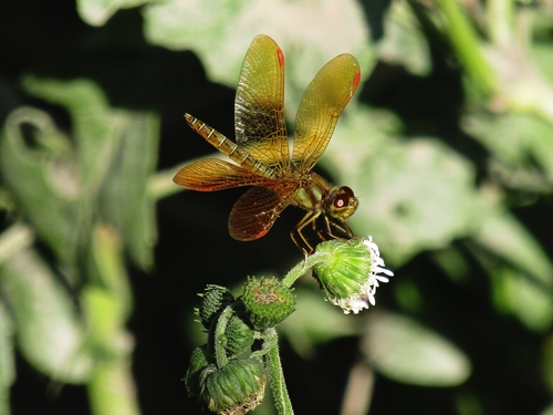 Photo of Eastern Amberwing (Perithemis tenera)