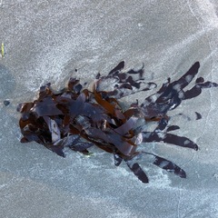 Desmarestia ligulata