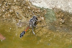 Trypoxylon californicum