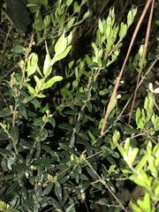 Myrceugenia rufa