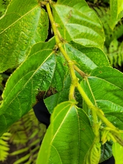 Moraceae