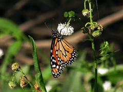 Danaus erippus