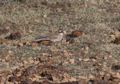 Emberiza leucocephalos
