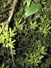 Myrceugenia rufa