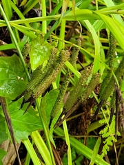 Carex geminata