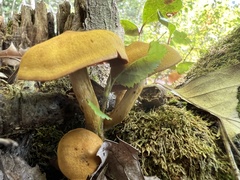 Cortinarius semisanguineus