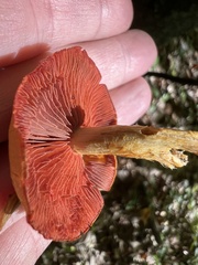 Cortinarius semisanguineus