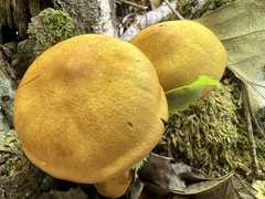 Cortinarius semisanguineus