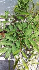 Leucaena leucocephala