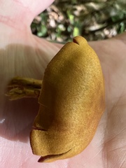 Cortinarius semisanguineus