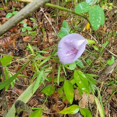 Clitoria