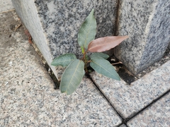 Ficus virens