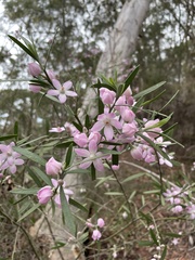 Eriostemon australasius