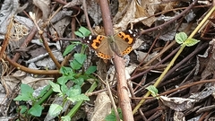 Vanessa indica
