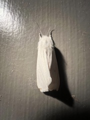 Spilosoma congrua