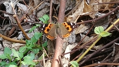 Vanessa indica