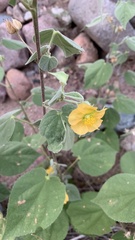 Abutilon abutiloides