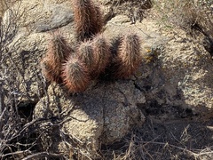 Echinocereus engelmannii engelmannii