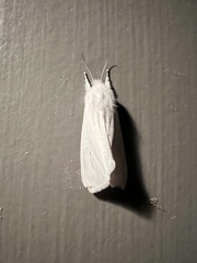 Spilosoma congrua
