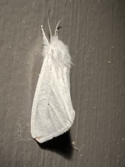 Spilosoma congrua