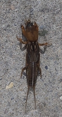 Neocurtilla