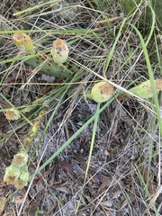 Opuntia macrorhiza