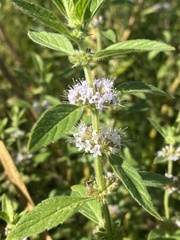 Mentha