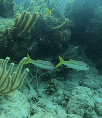 Ocyurus chrysurus