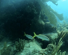 Ocyurus chrysurus