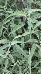 Ambrosia ambrosioides