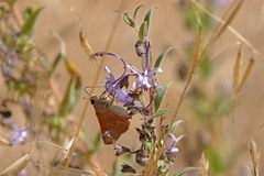 Ochlodes sylvanoides