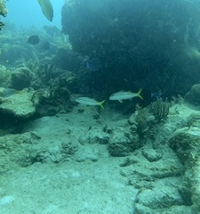 Ocyurus chrysurus