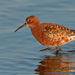 Curlew Sandpiper - Photo (c) Paul Cools, some rights reserved (CC BY-NC), uploaded by Paul Cools