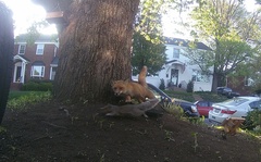 Vulpes vulpes fulvus