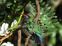 Chlorostilbon lucidus