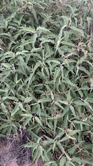 Ambrosia ambrosioides