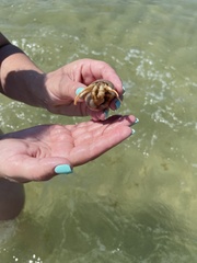 Isocheles wurdemanni