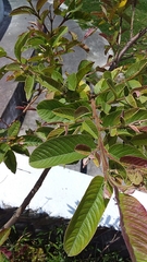 Psidium guajava