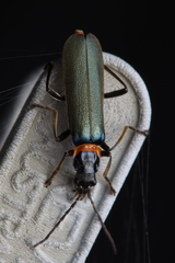 Chauliognathus lugubris