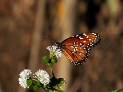 Danaus eresimus