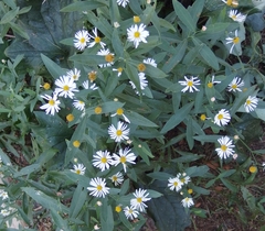 Boltonia asteroides