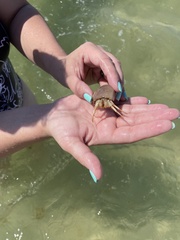 Isocheles wurdemanni