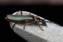 Chauliognathus lugubris