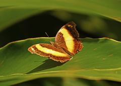 Cupha prosope