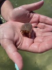 Isocheles wurdemanni