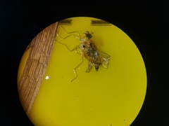 Elaphropeza ephippiata