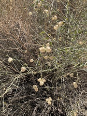 Scutellaria mexicana
