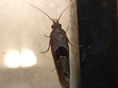 Pelochrista similiana