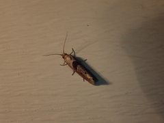 Pelochrista similiana