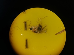 Elaphropeza ephippiata